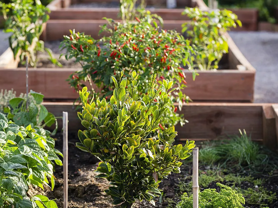 108 acres community garden